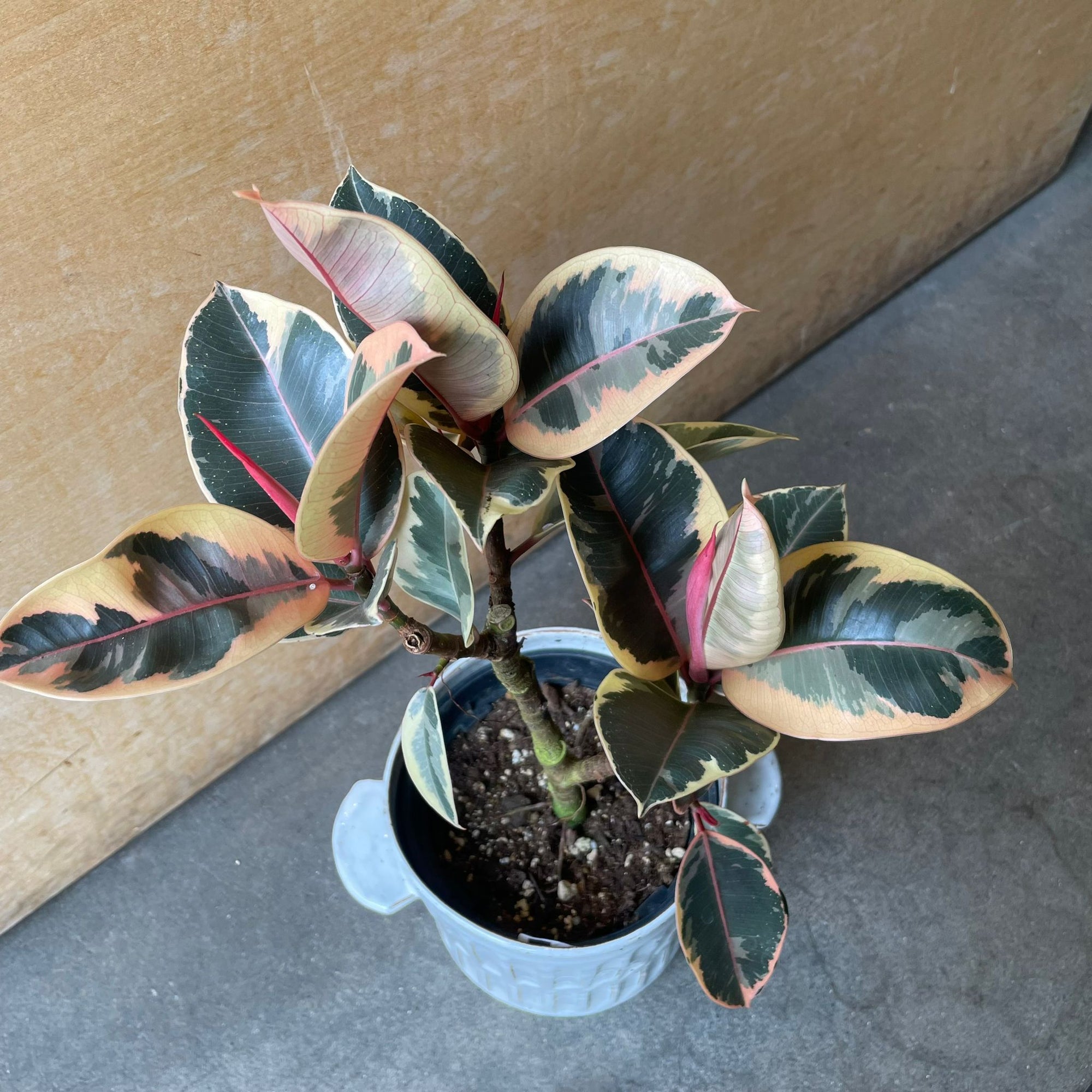 Ficus elastica 'tineke' フィカス・ティネケ