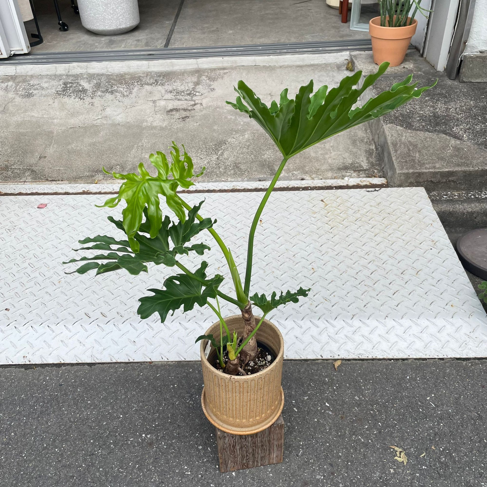 Philodendron selloum  フィロデンドロン　セローム