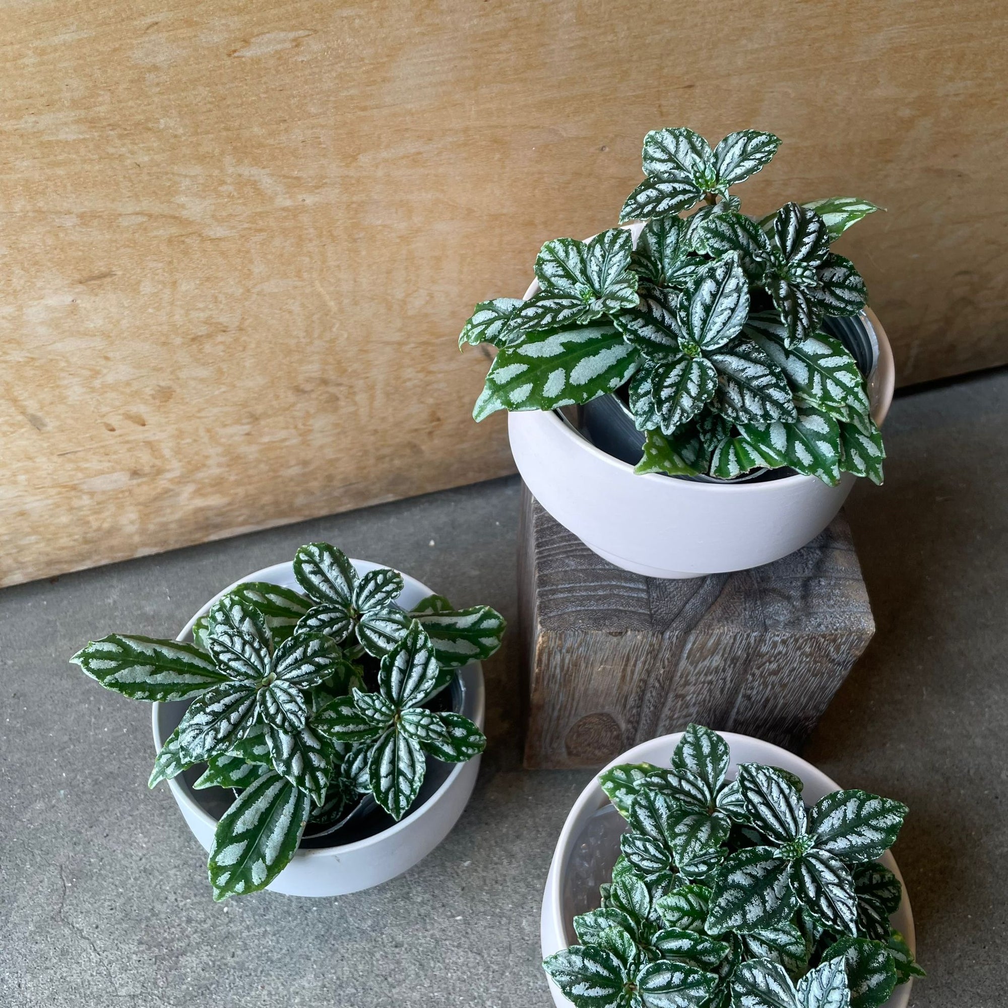 Pilea cadierei ピレア カディエレイ