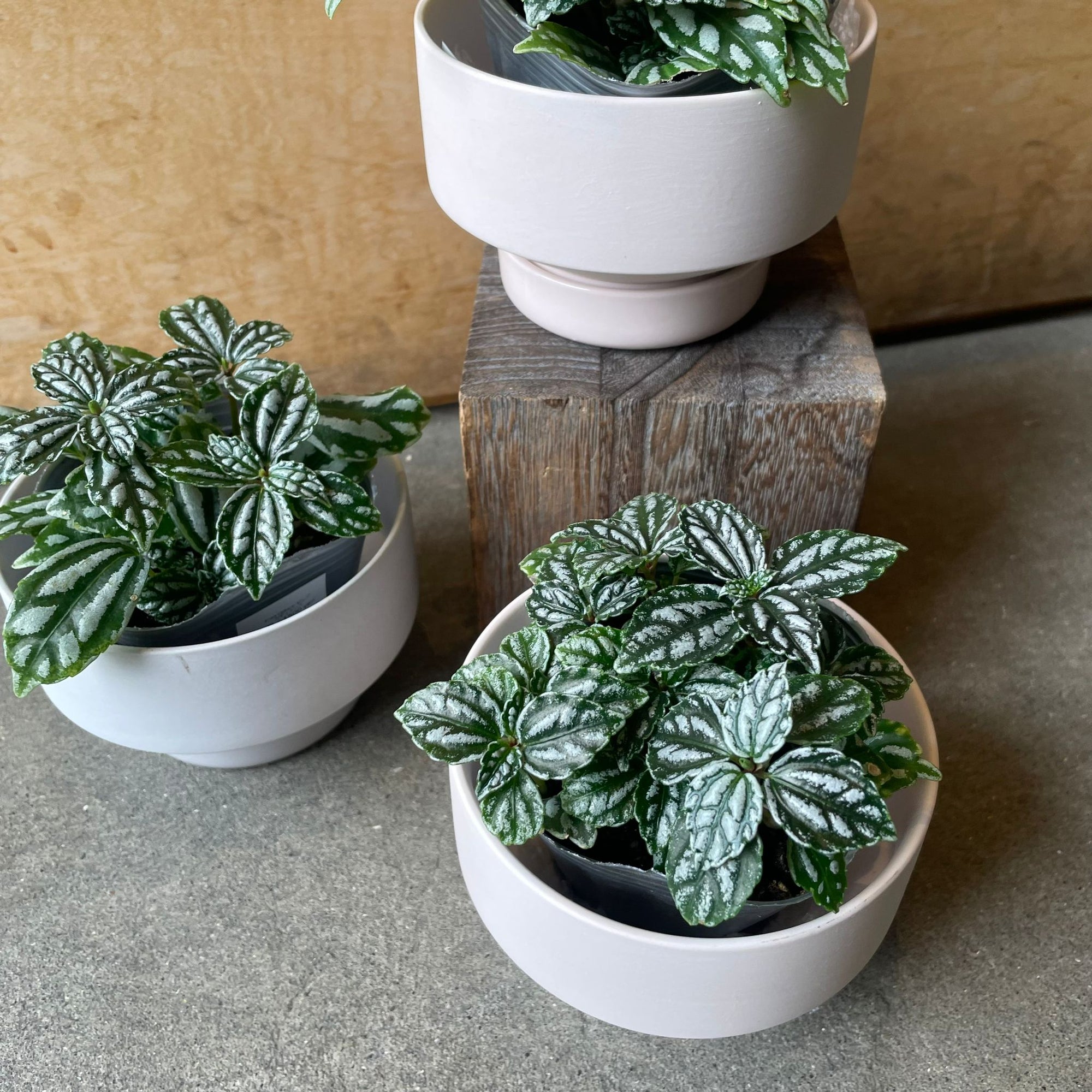 Pilea cadierei ピレア カディエレイ