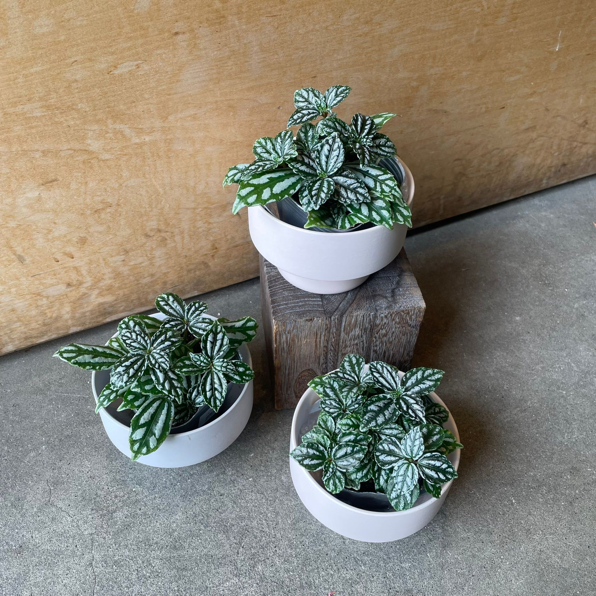 Pilea cadierei ピレア カディエレイ