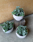 Pilea cadierei ピレア カディエレイ