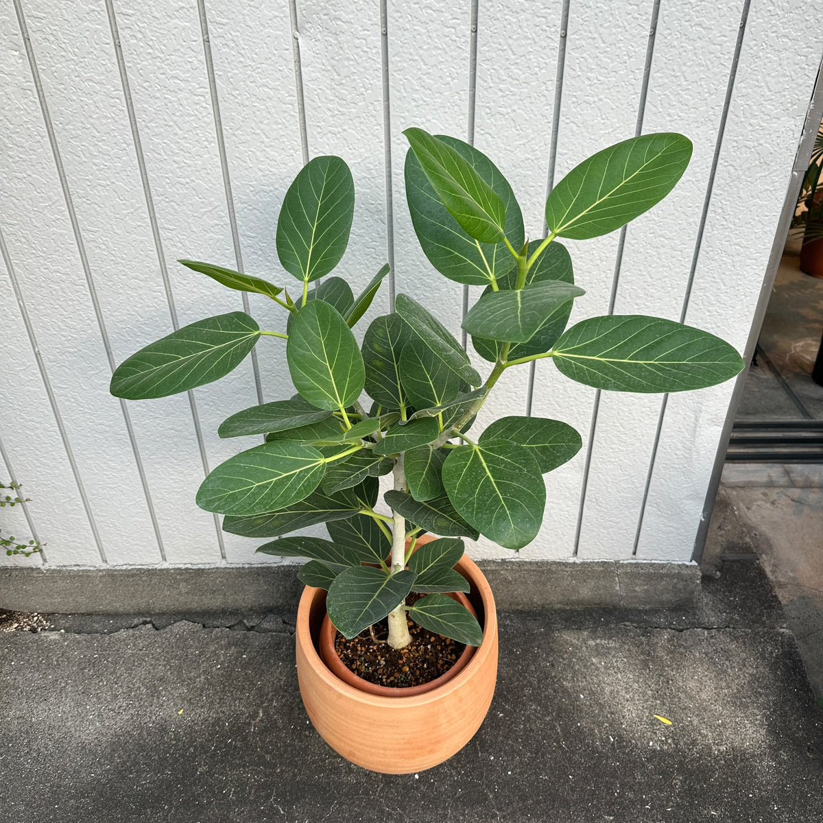 Ficus Audrey (Ficus benghalensis) フィカス  ベンガレンシス