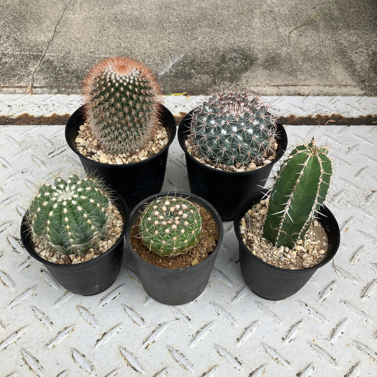 Cactus Assorted サボテン 多肉 アソート