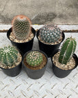 Cactus Assorted サボテン 多肉 アソート