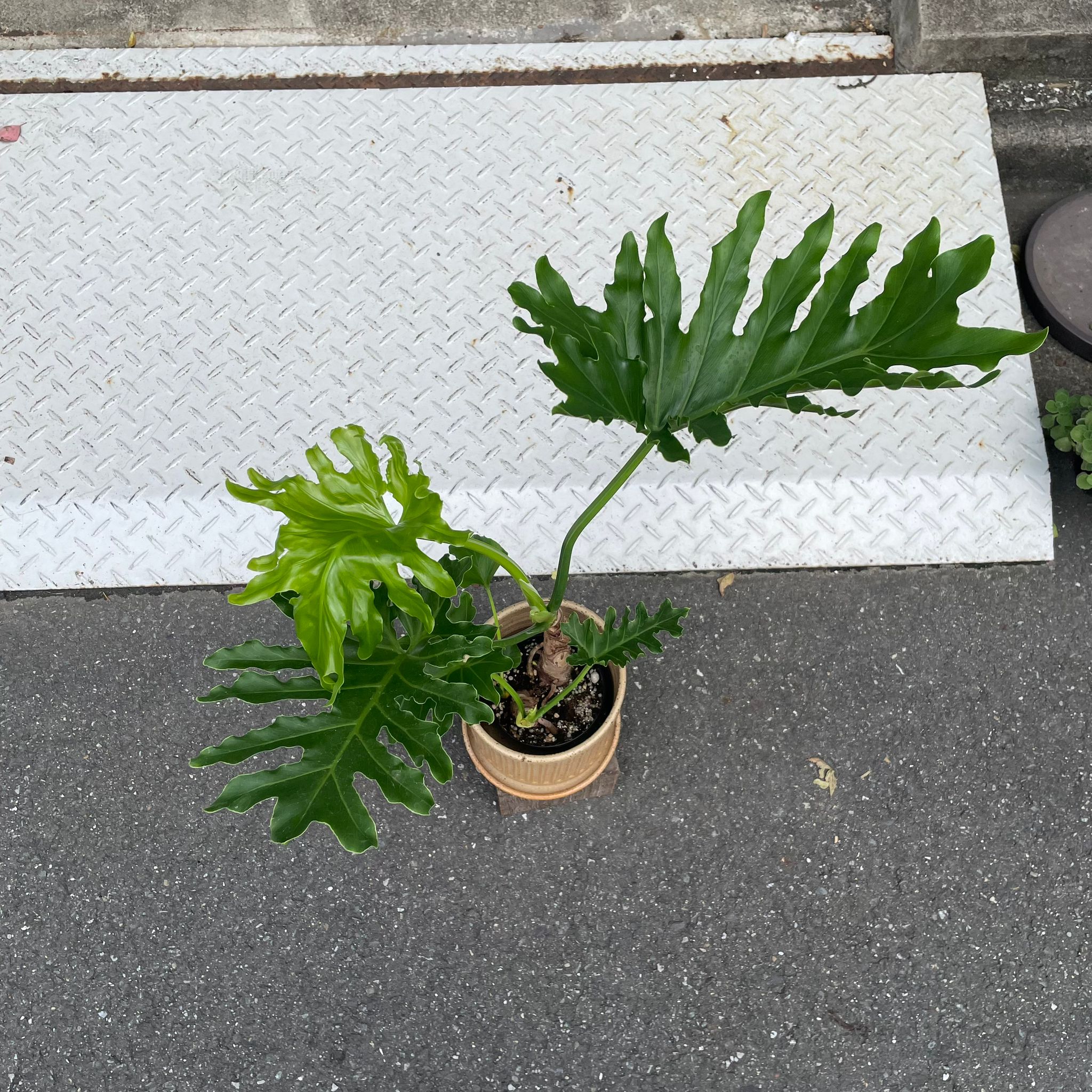 Philodendron 'Selloum' フィロデンドロン セローム – THE PLANT