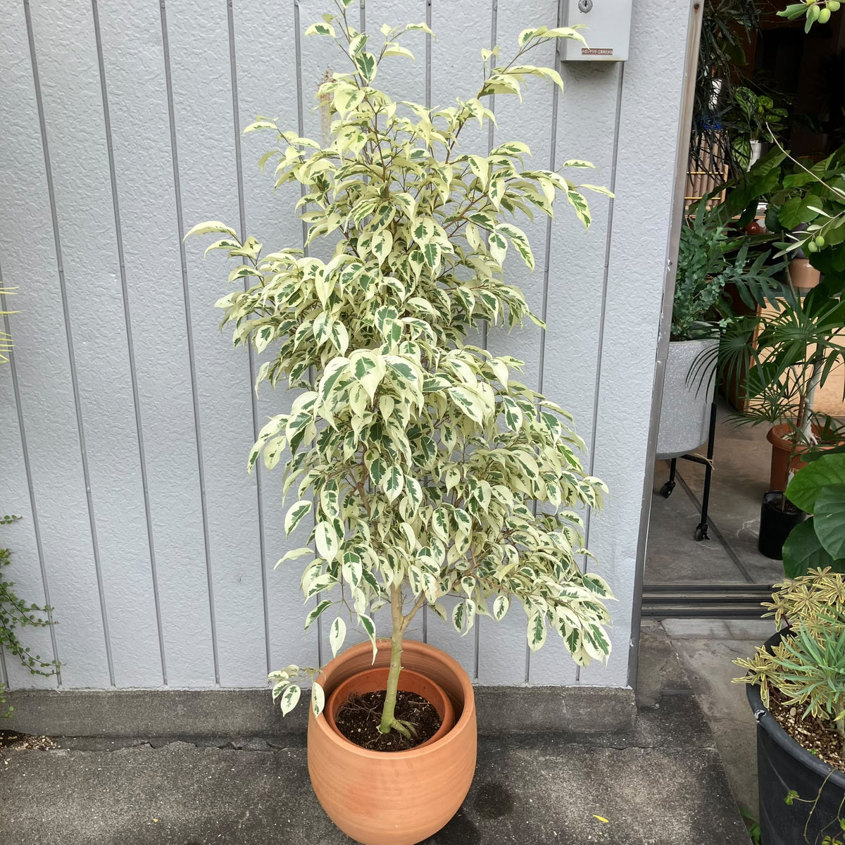 Variegated Weeping Fig ベンジャミン スターライト