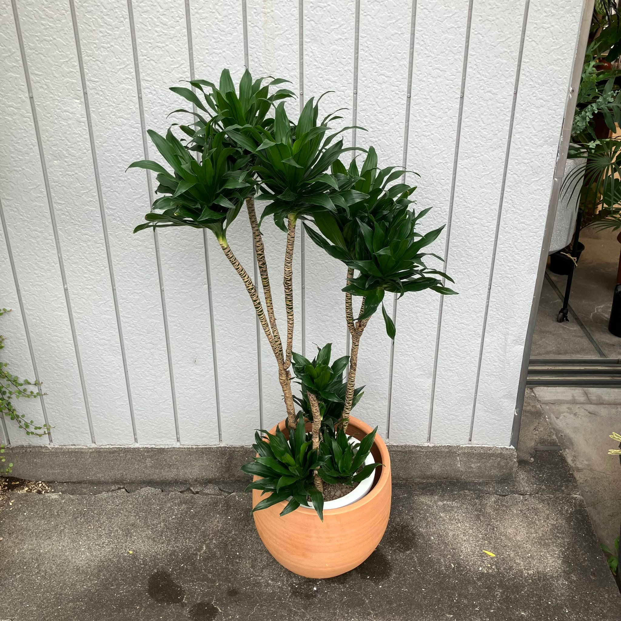 Dracaena Compacta ドラセナコンパクタ I インドアプランツ I プラント