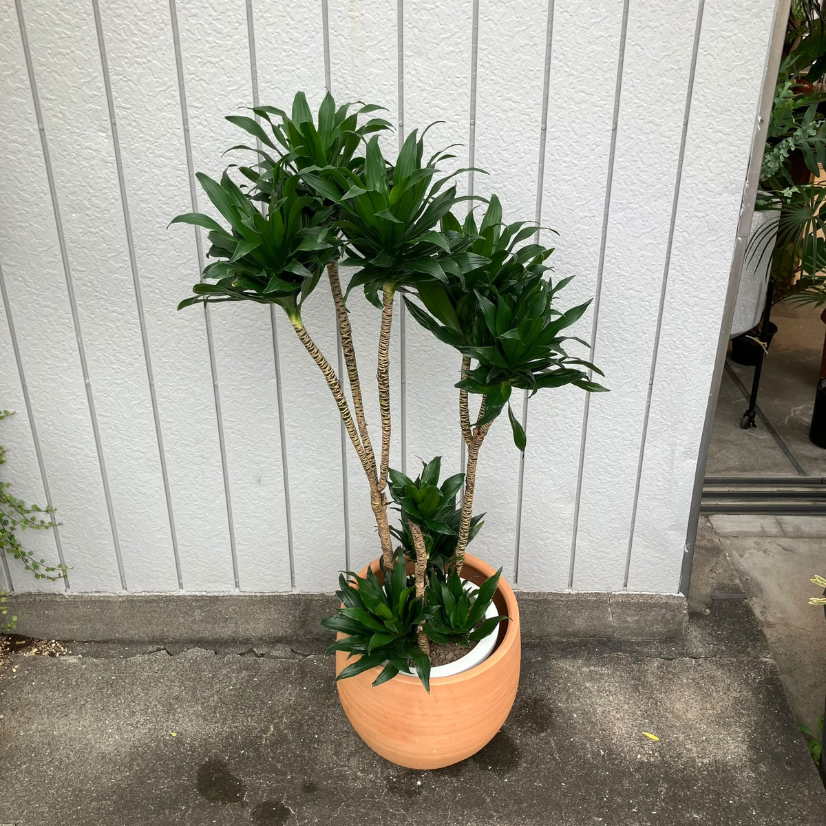Dracaena Compacta ドラセナコンパクタ