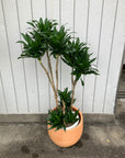 Dracaena Compacta ドラセナコンパクタ