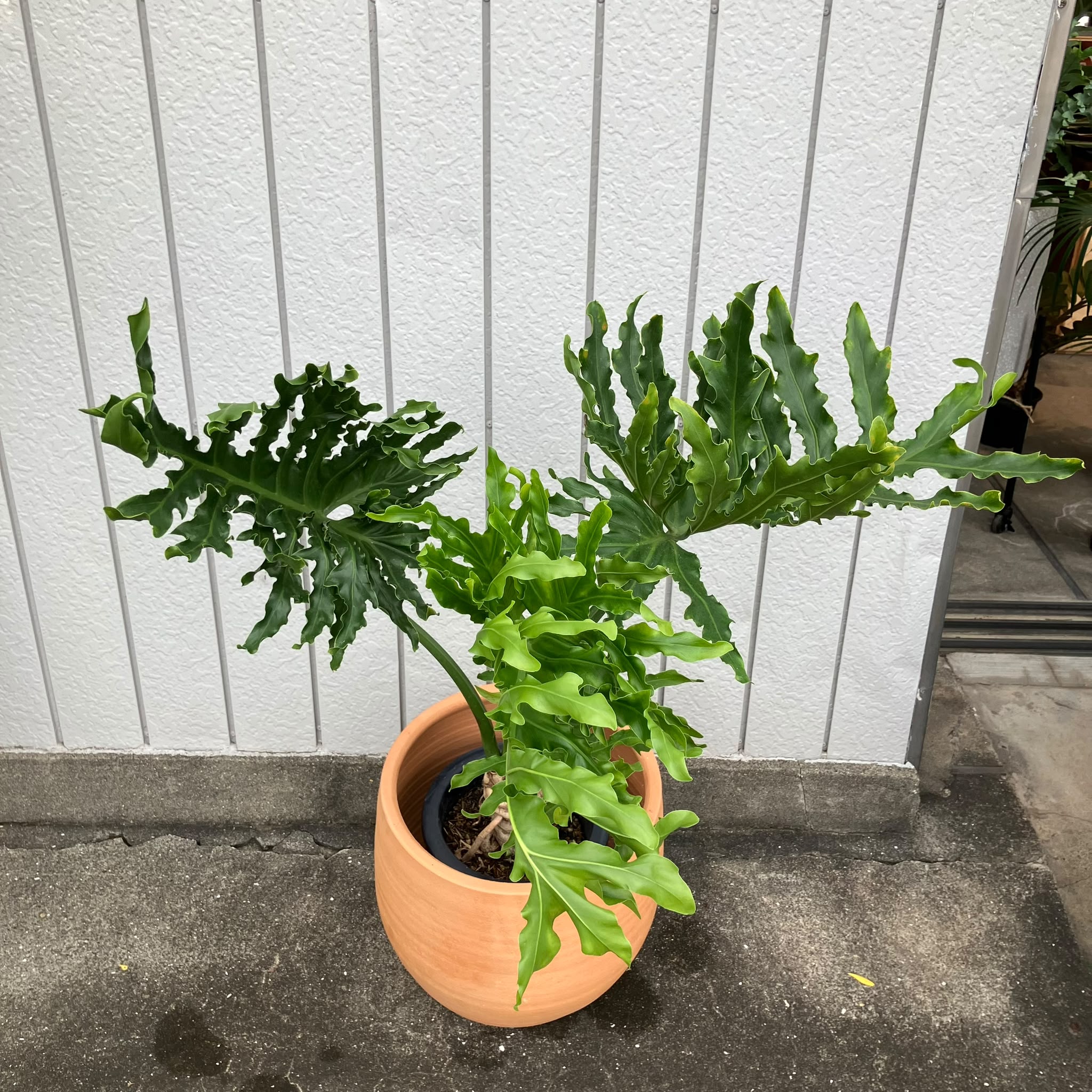 Philodendron 'Selloum' フィロデンドロン セローム – THE PLANT