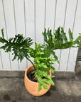 Philodendron 'Selloum' フィロデンドロン セローム