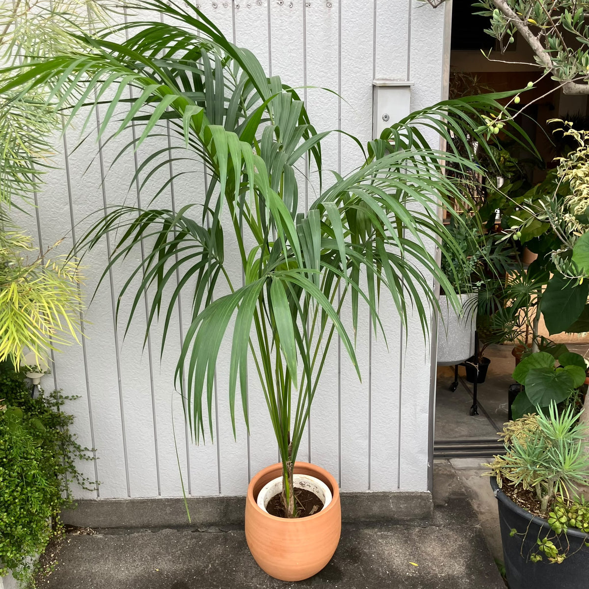 Parlor Palm メキシコケンチャヤシ