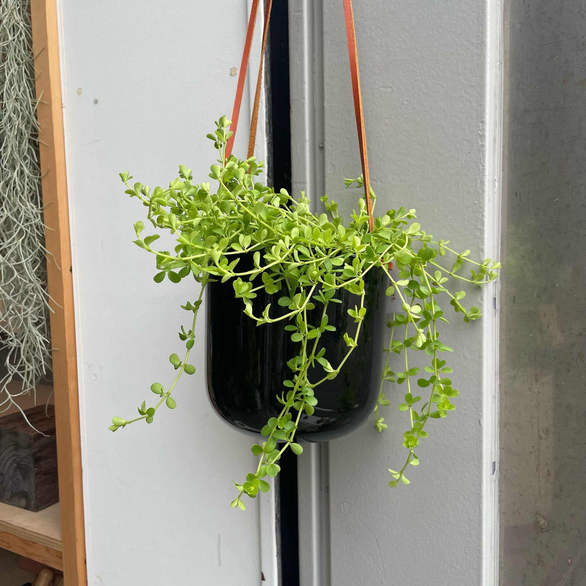 Peperomia Debina ペペロミア デビーナ（イサベラ） Size 3