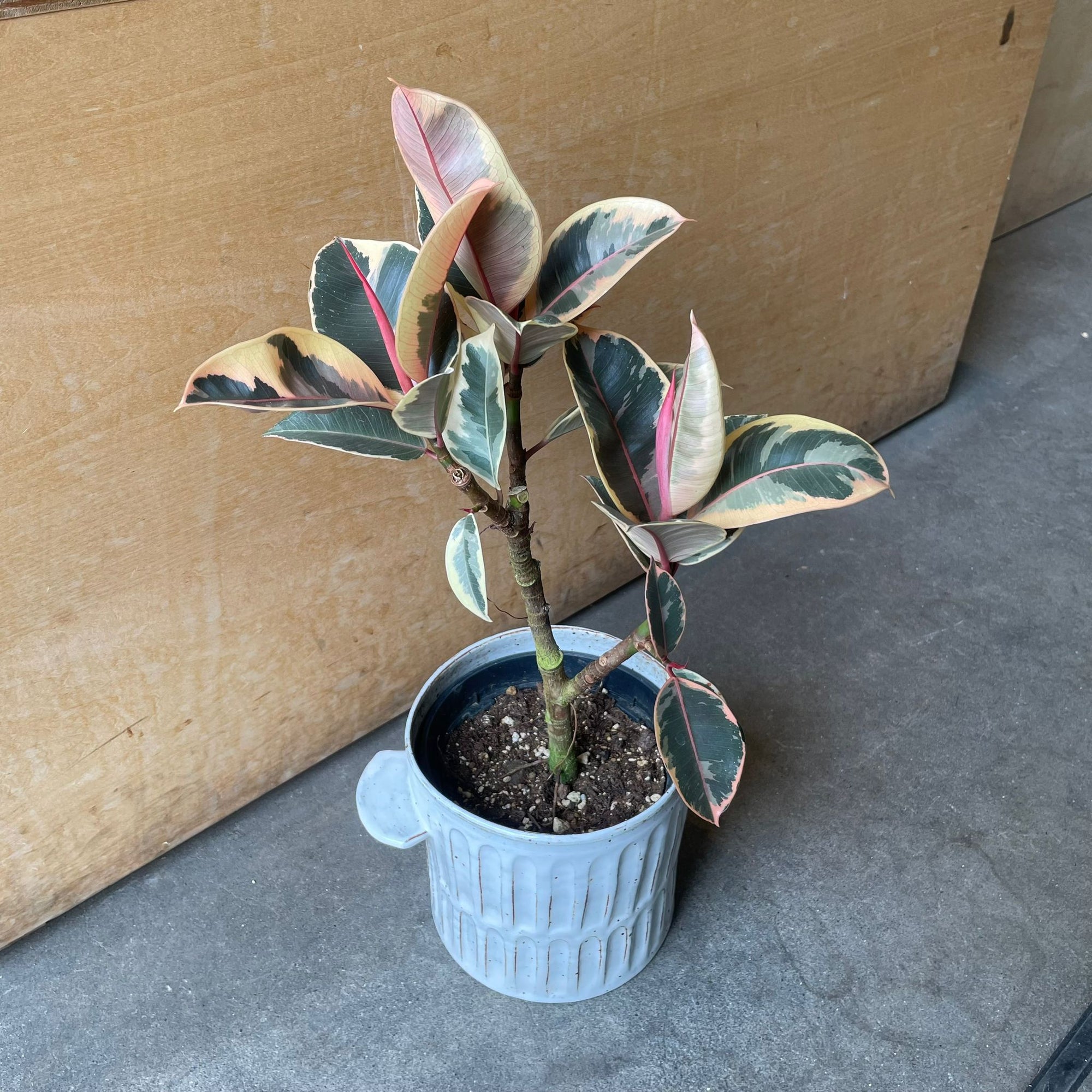 Ficus elastica 'tineke' フィカス・ティネケ