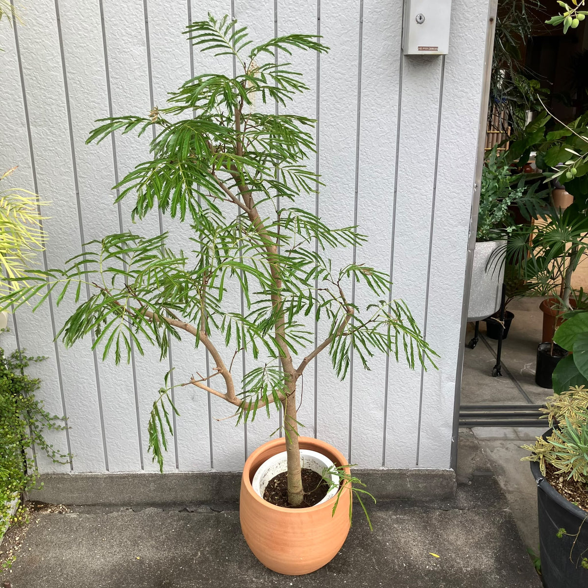 Ever Fresh Tree エバーフレッシュ