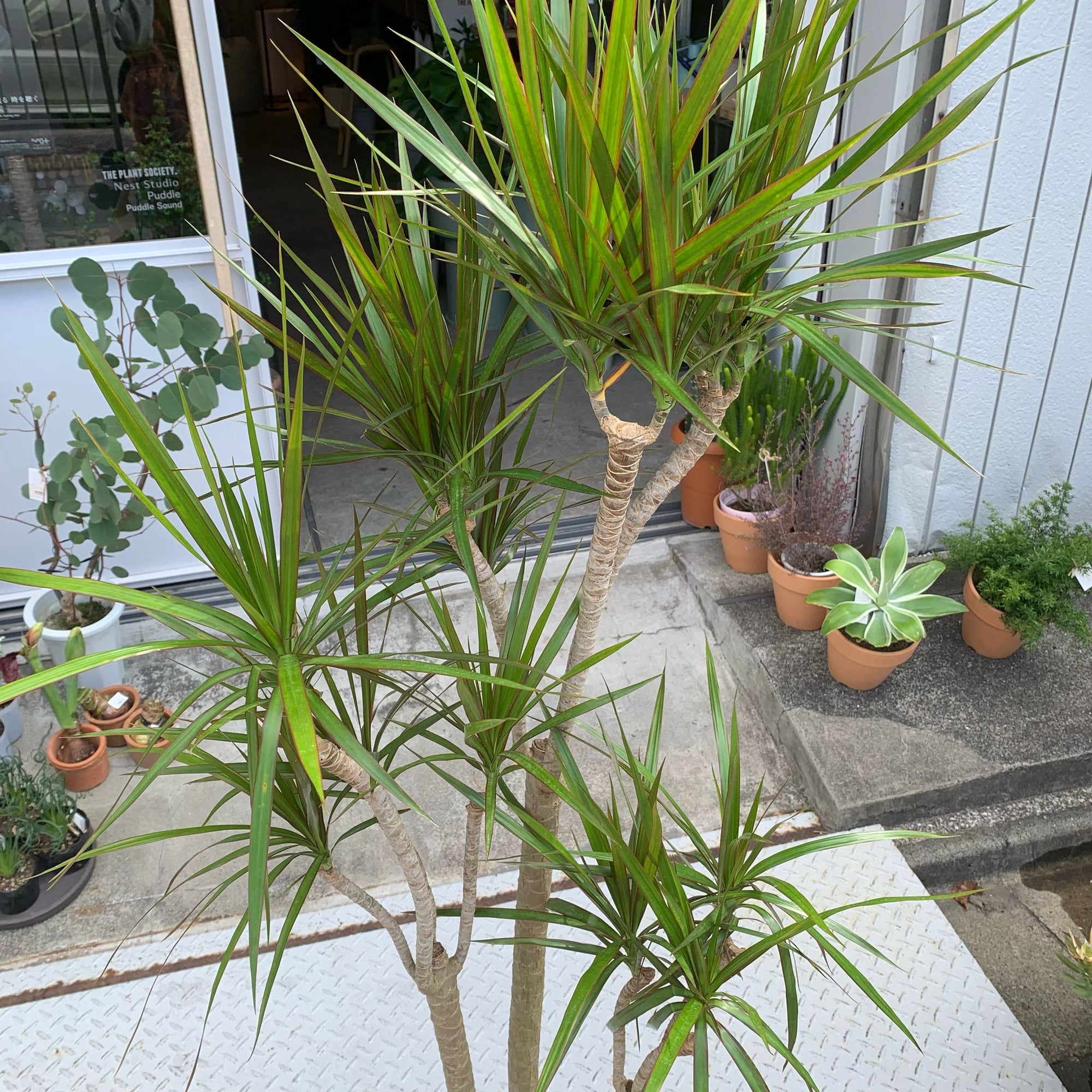 Dragon Tree ドラセナ コンシンネ