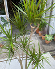 Dragon Tree ドラセナ コンシンネ