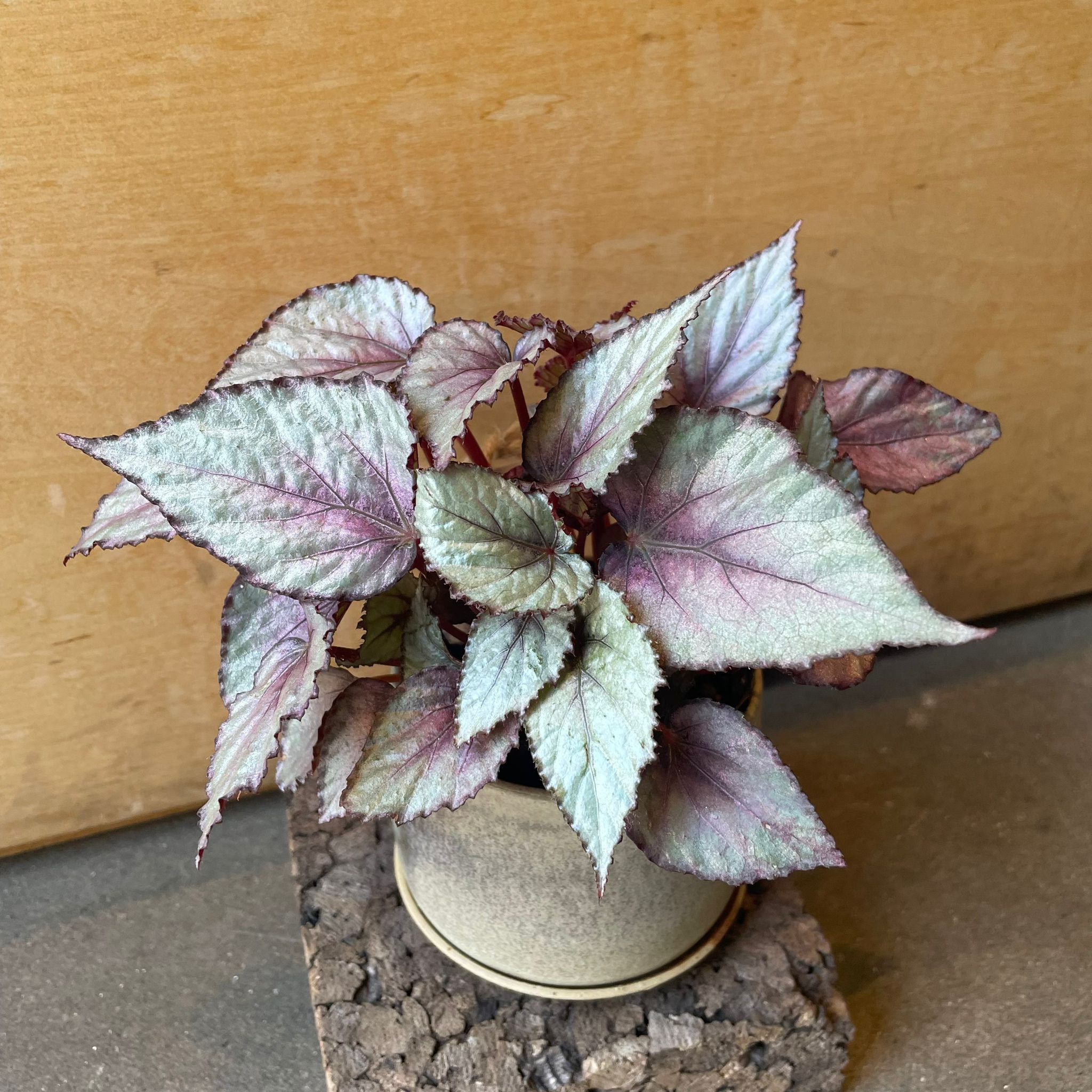 Know Your Begonias ベゴニア Know Your Begonias ベゴニア Begonia 'Knowing' – Steve's Leaves