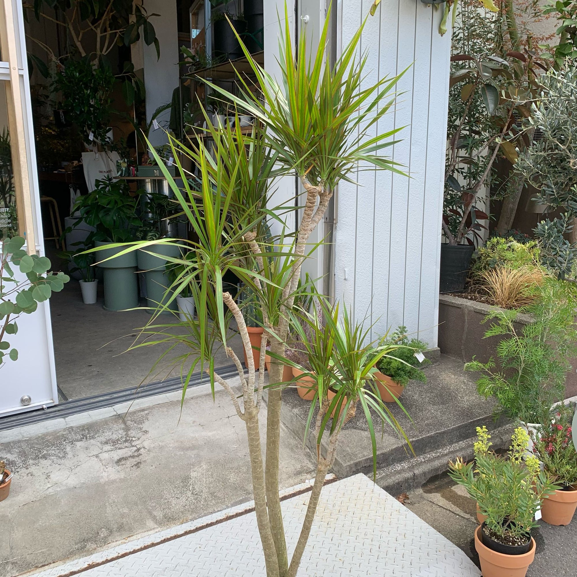 Dragon Tree ドラセナ コンシンネ