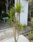 Dragon Tree ドラセナ コンシンネ