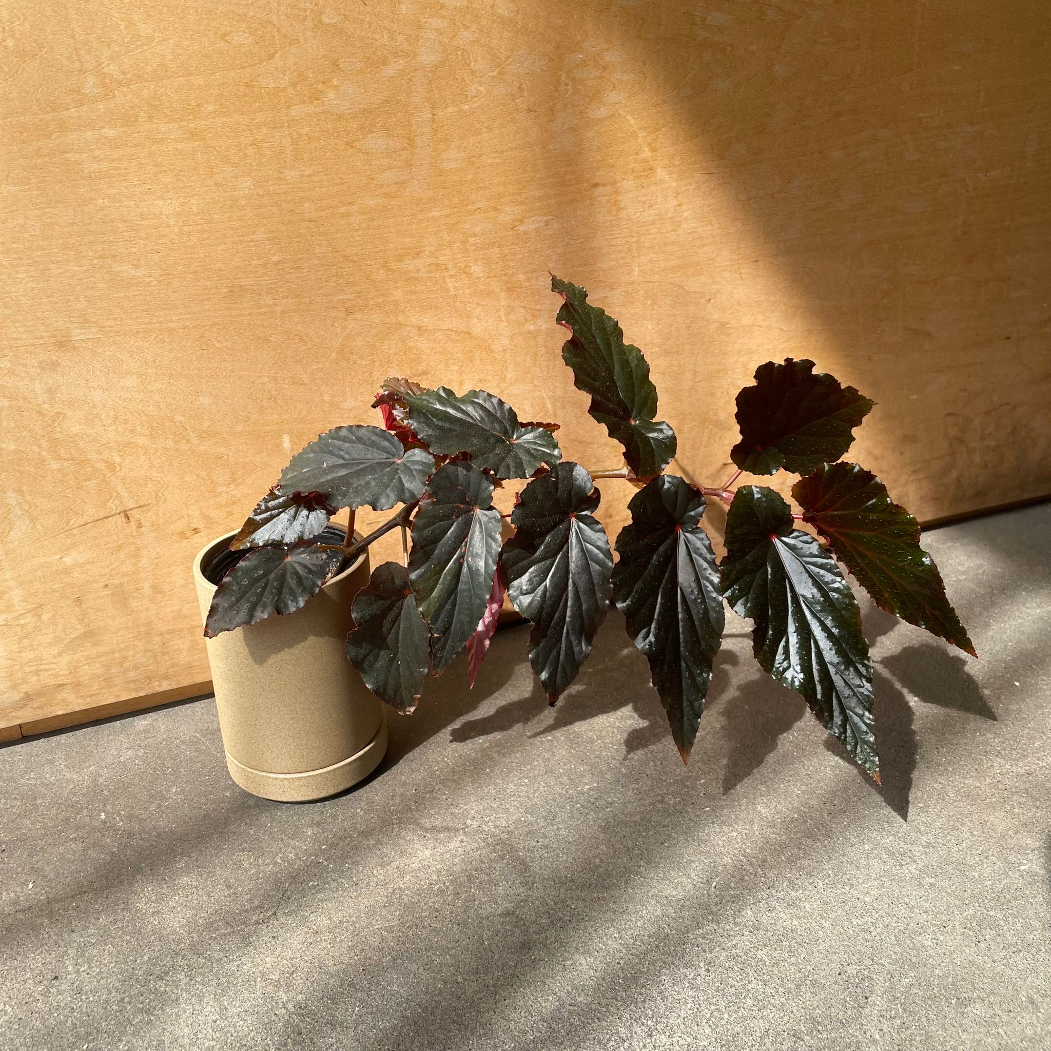 ベゴニア ブラックドラゴン I インドアプランツ I プラントソサエティ