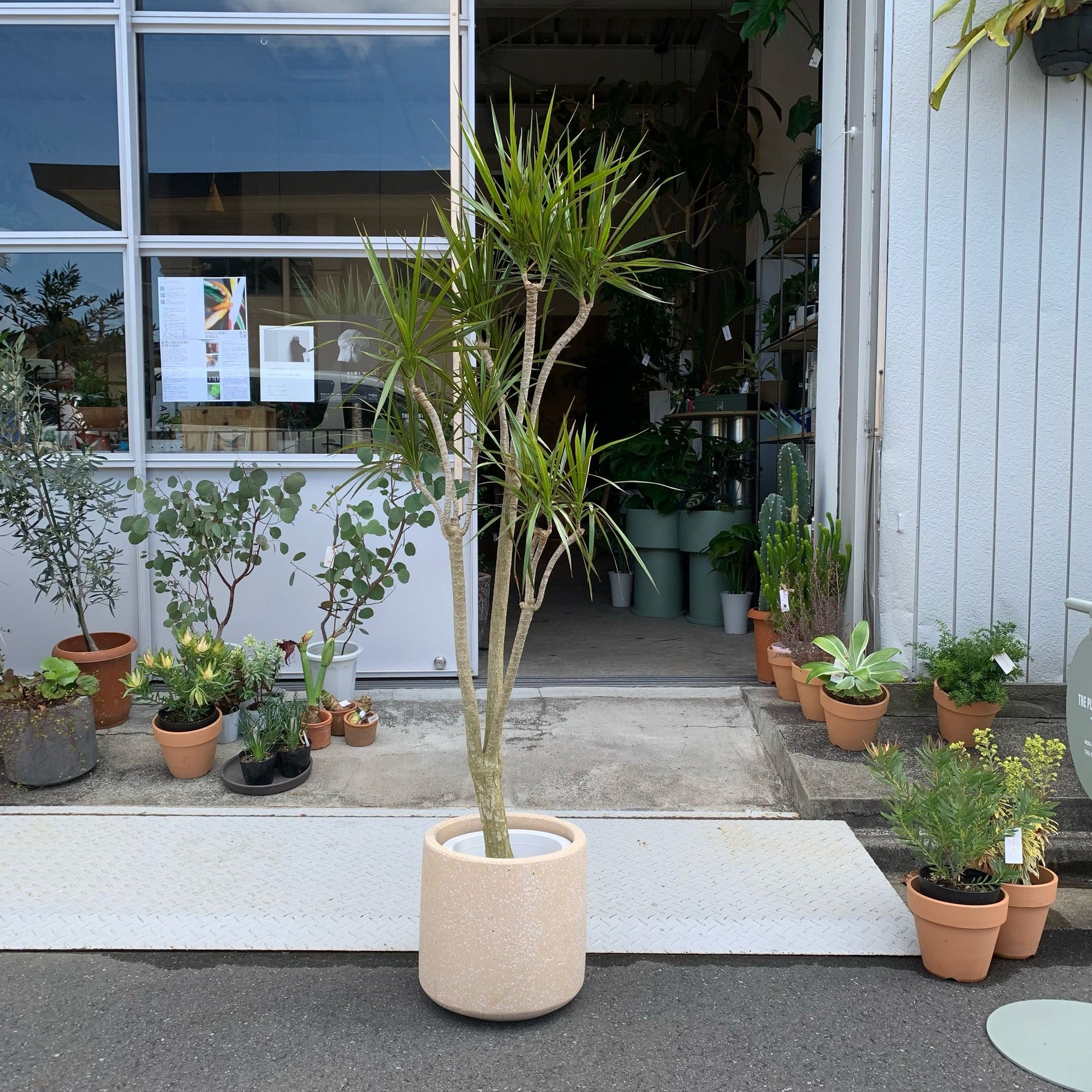 Dragon Tree ドラセナ コンシンネ