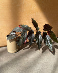 Begonia ベゴニア ブラックドラゴン