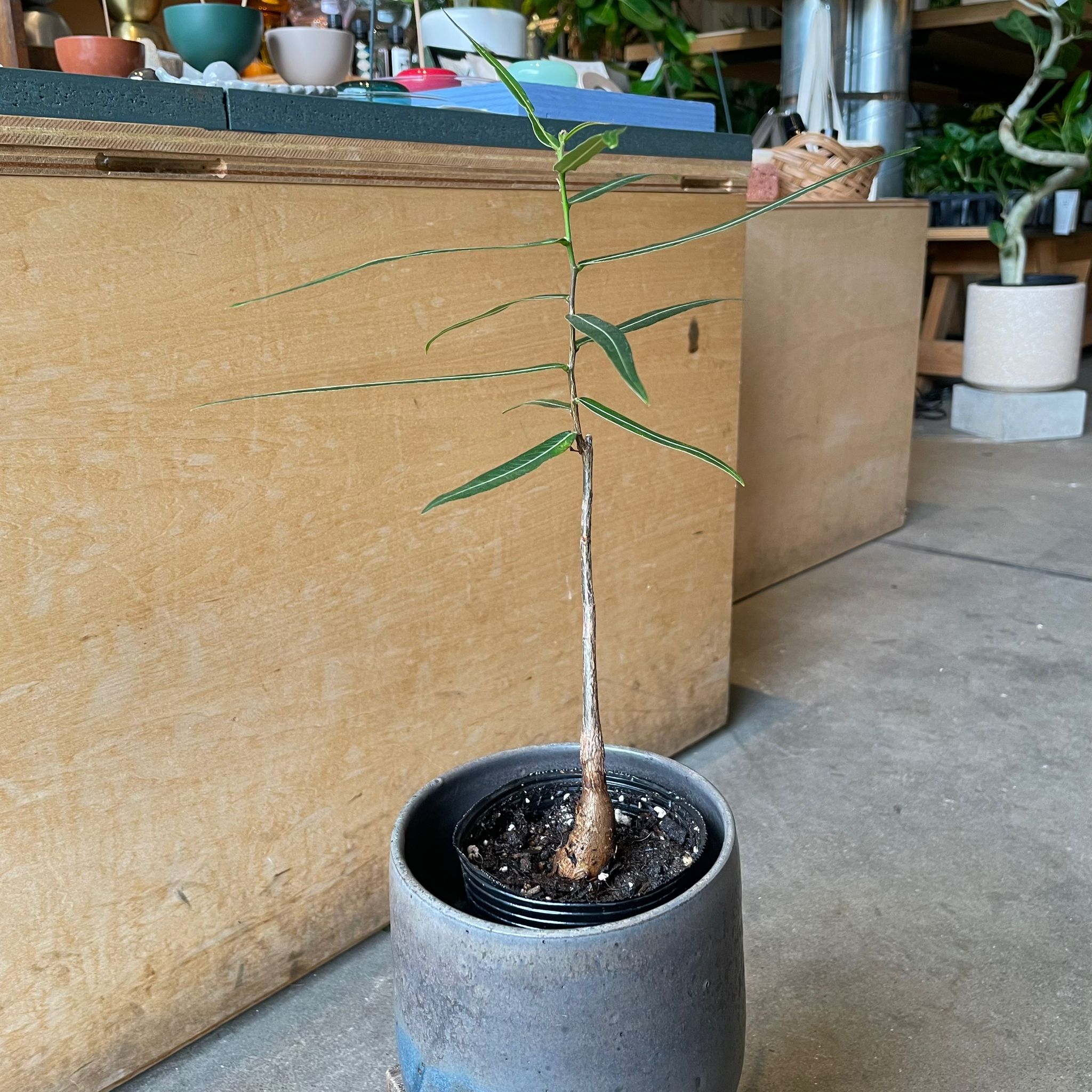 ボトルツリー (ブラキキトン)細葉 I インドアプランツ I プラント