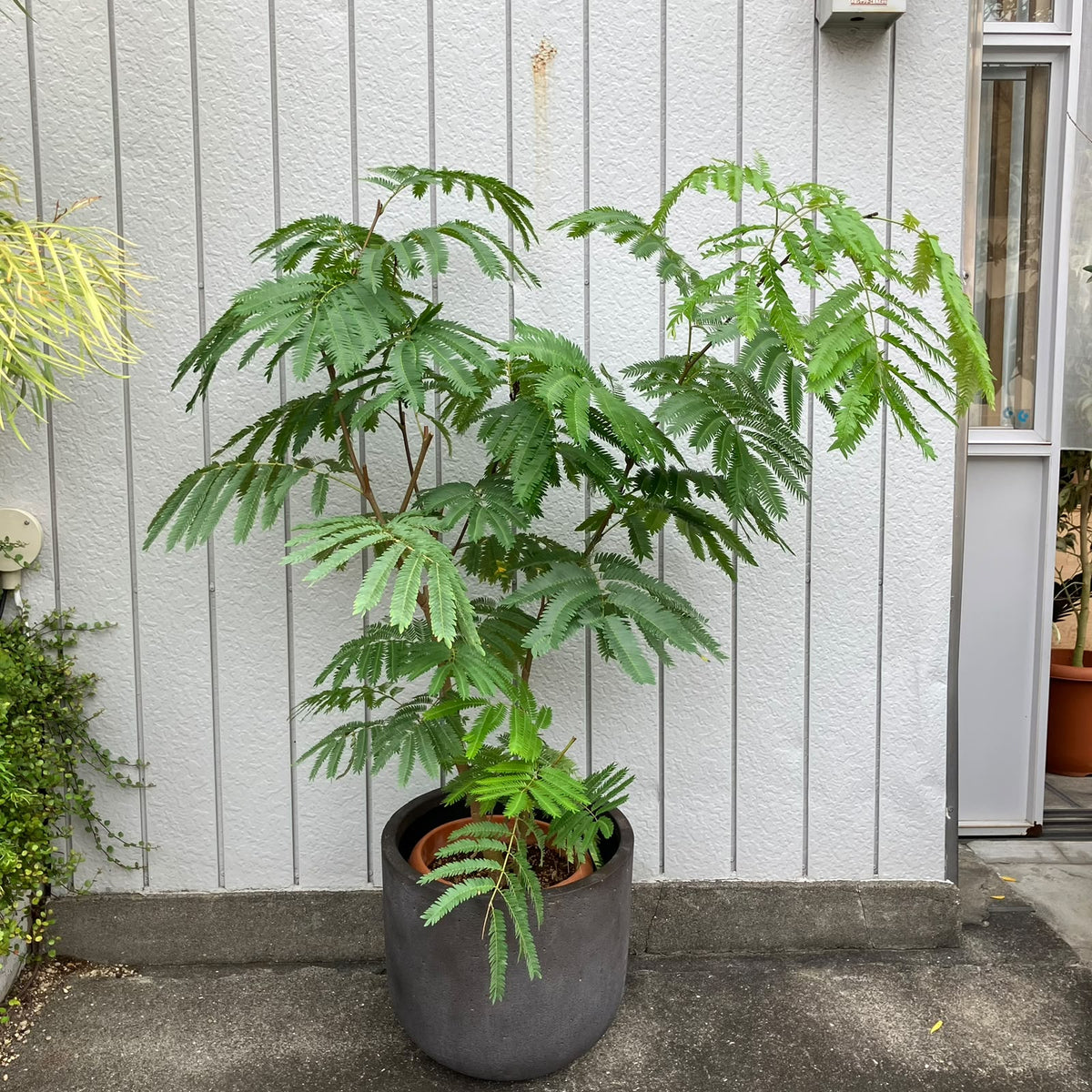 Ever Fresh Tree エバーフレッシュ