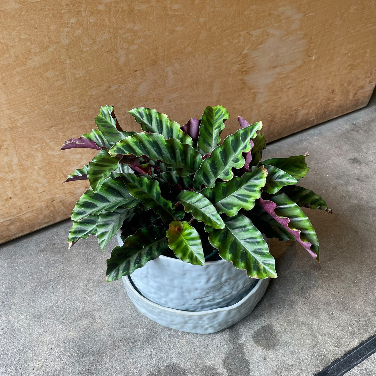 Calathea 'Velvet Glory' カラテア ベルベットグローリー