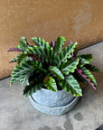 Calathea 'Velvet Glory' カラテア ベルベットグローリー