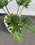 Philodendron 'Laughing kookaburra' フィロデンドロン クッカバラ ジャイアントザナドゥ