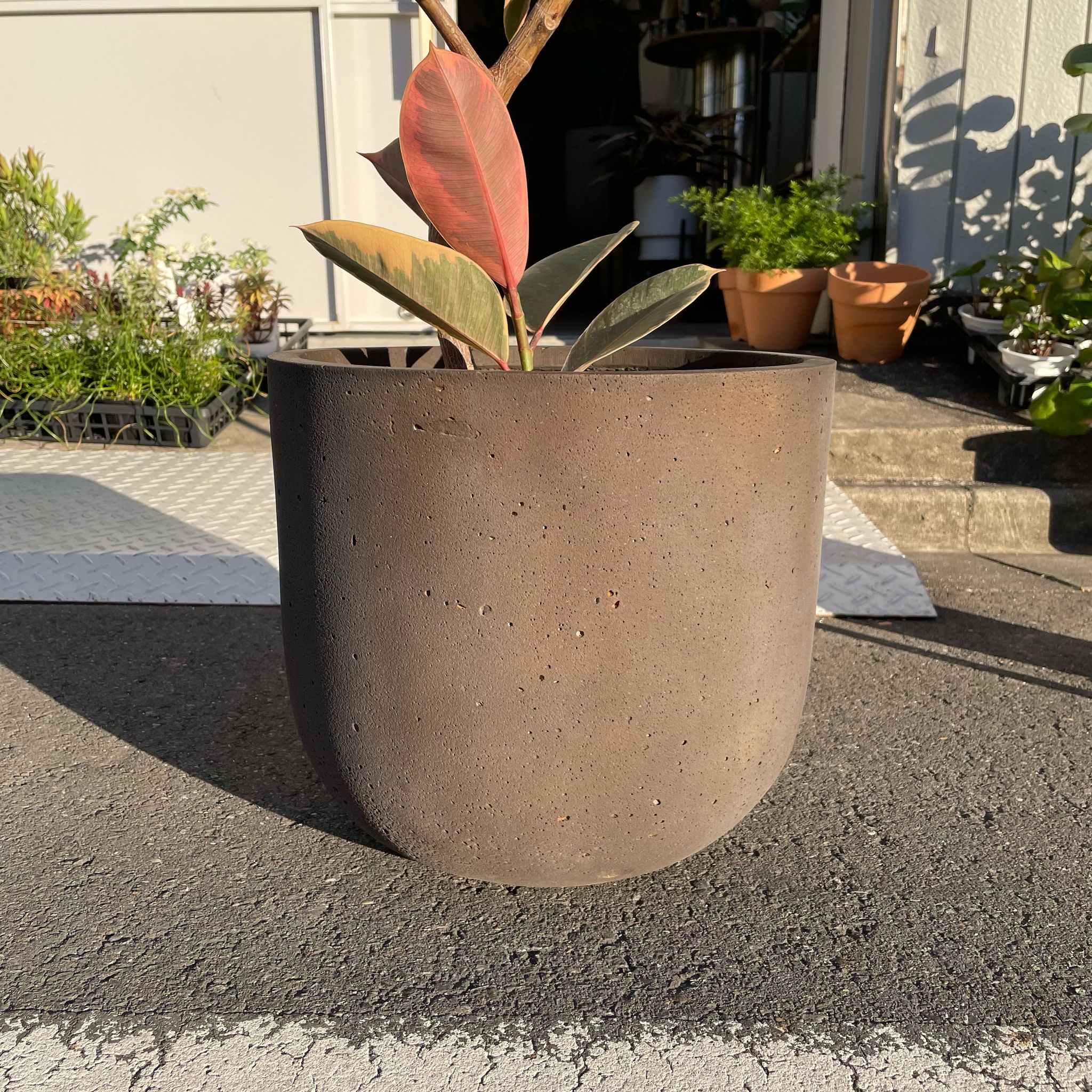 The_Plant_Society_19_db6c5775-