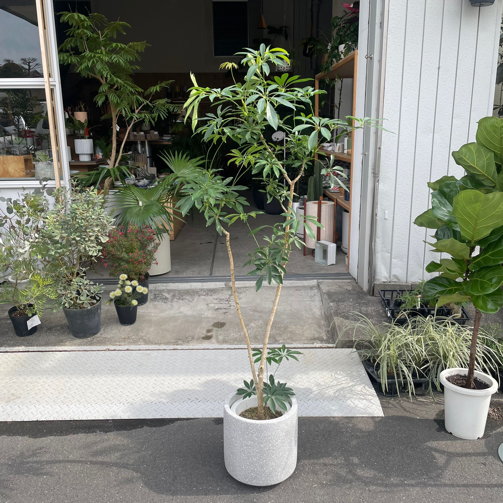 Dwarf Umbrella Tree Assort シェフレラ I インドアプランツ I