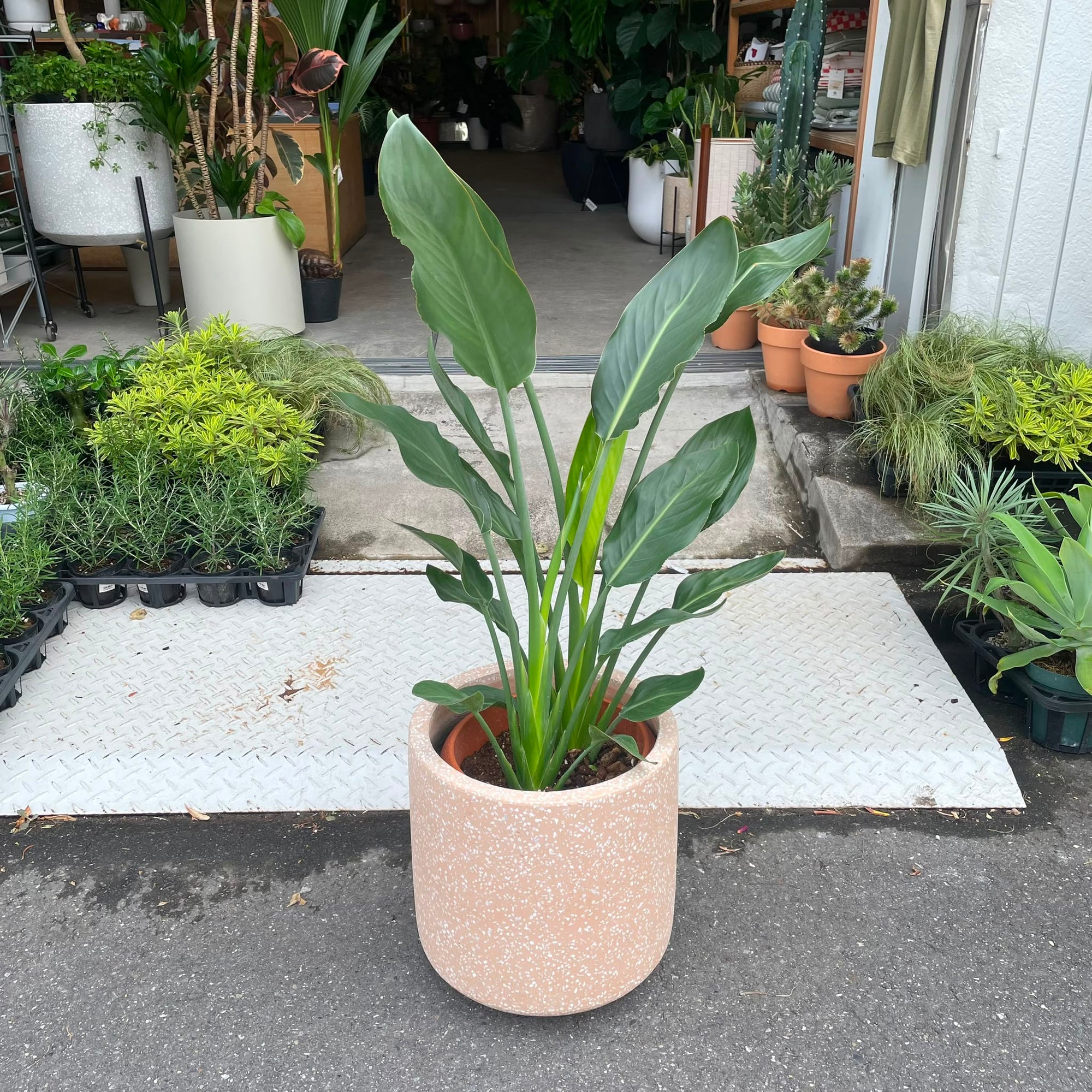Bird of Paradise (Strelitzia reginae) バード オブ パラダイス（ストレチア レギネ）
