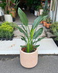 Bird of Paradise (Strelitzia reginae) バード オブ パラダイス（ストレチア レギネ）