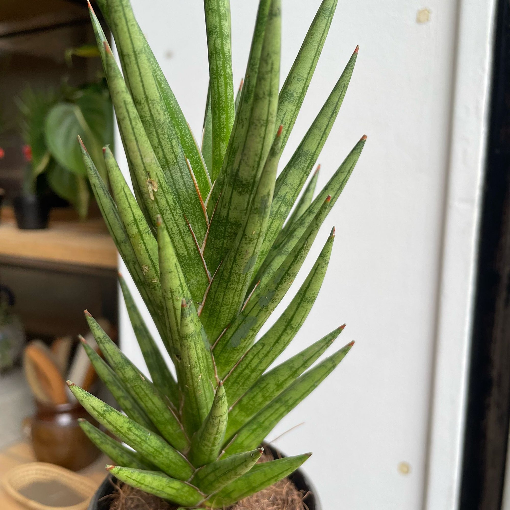 Snake Plant (Sansevieria francisii) サンスベリア フランシシー