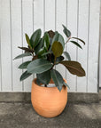 Rubber Plant (Ficus elastica 'Burgundy')フィカス バーガンディ