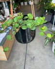 Peperomia hope  ペペロミア ホープ