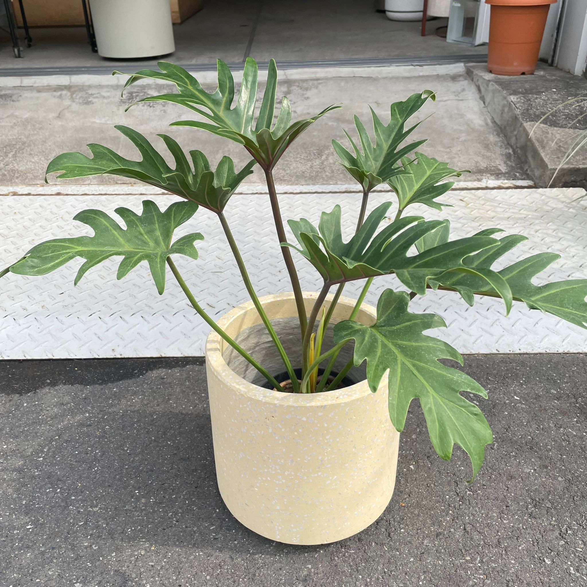 Philodendron 'Laughing kookaburra' フィロデンドロン クッカバラ