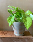 Neon Pothos ネオン・ポトス