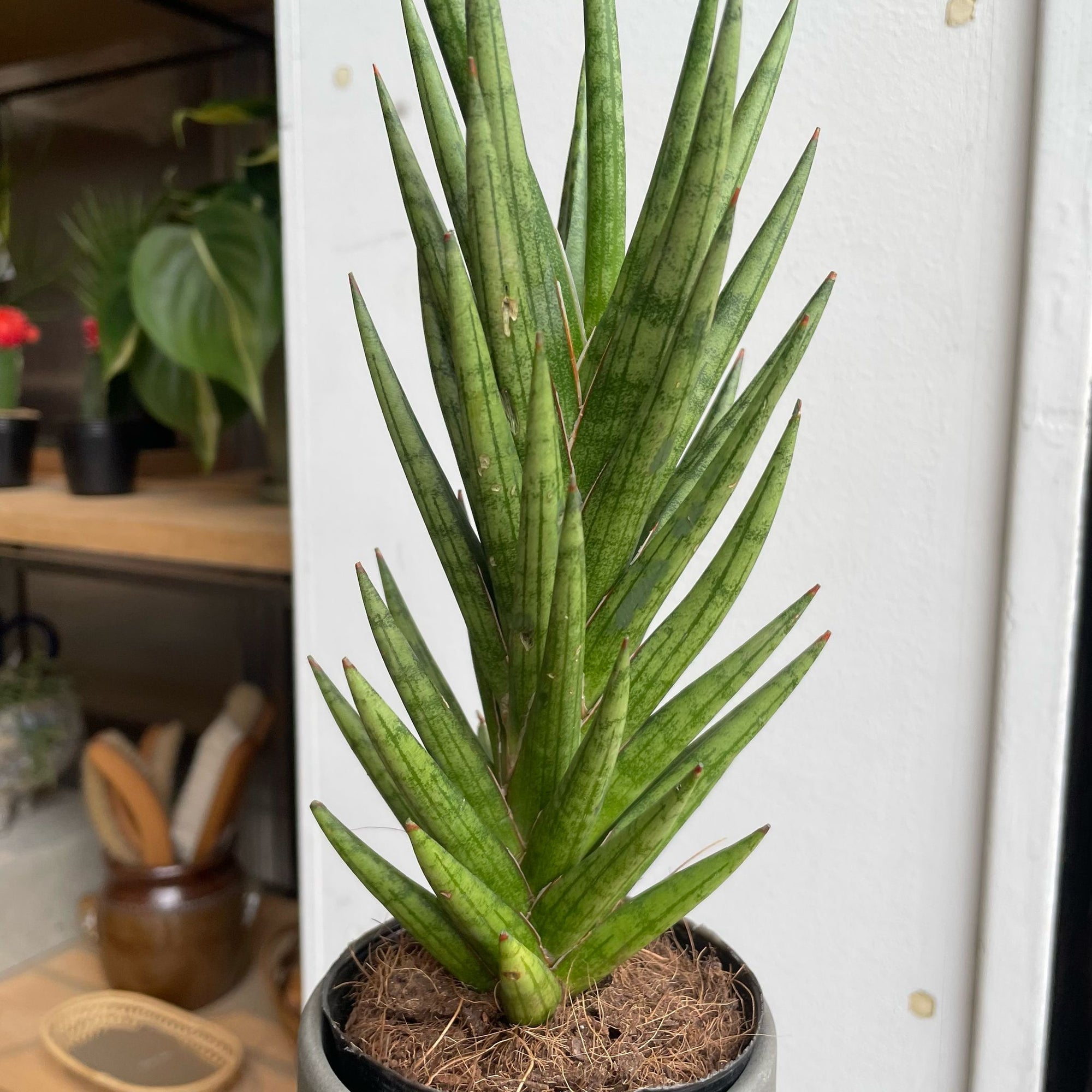 Snake Plant (Sansevieria francisii) サンスベリア フランシシー