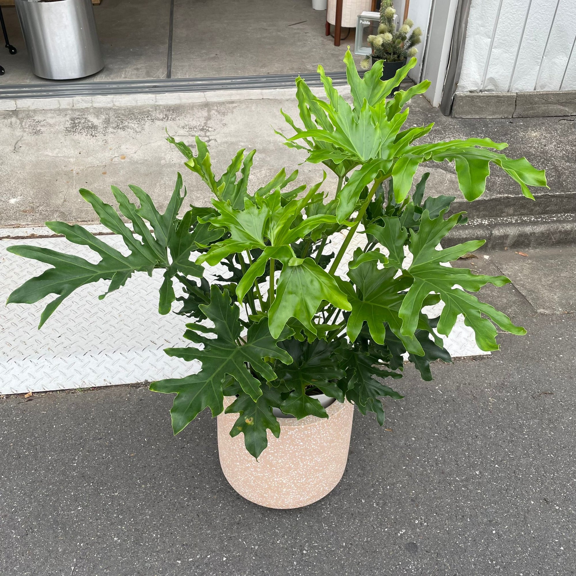 Philodendron 'Selloum' フィロデンドロン セローム