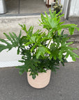 Philodendron 'Selloum' フィロデンドロン セローム