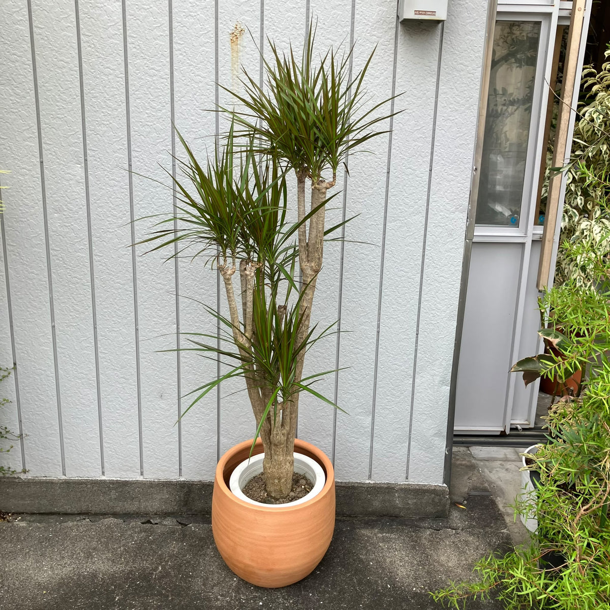 Dragon Tree ドラセナ コンシンネ