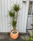 Dragon Tree ドラセナ コンシンネ