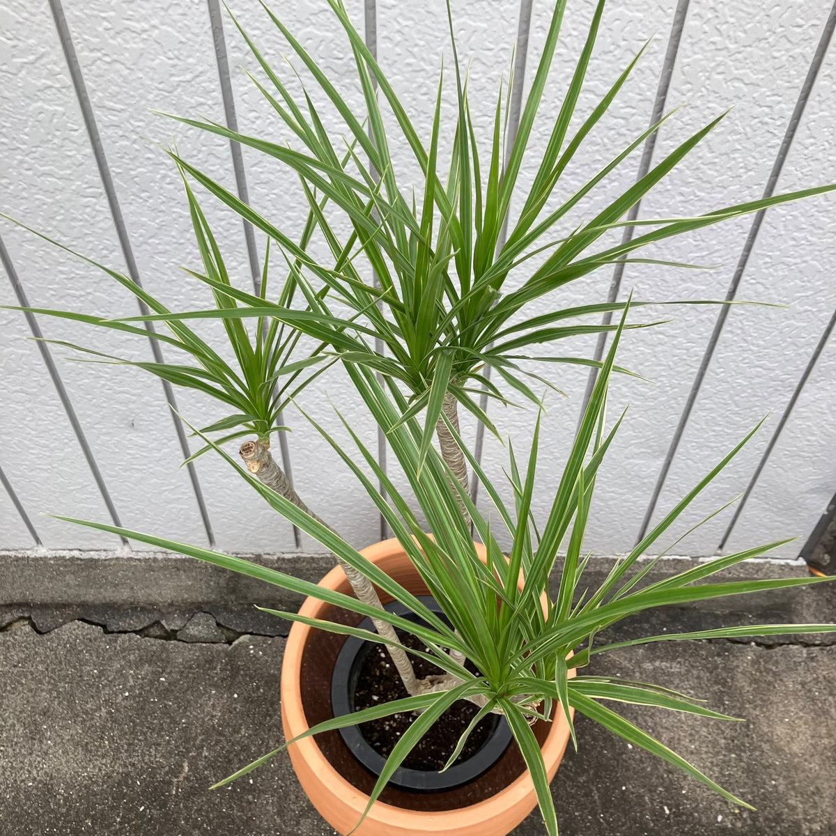 Dragon Tree ドラセナ コンシンネ クリスタル Size 6