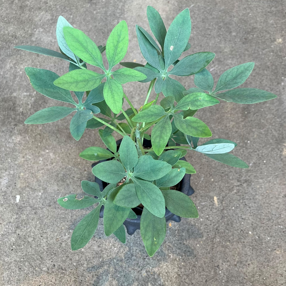 Adenia glauca アデニア グラウカ Size 3