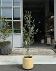 Olive オリーブ フラントイオ